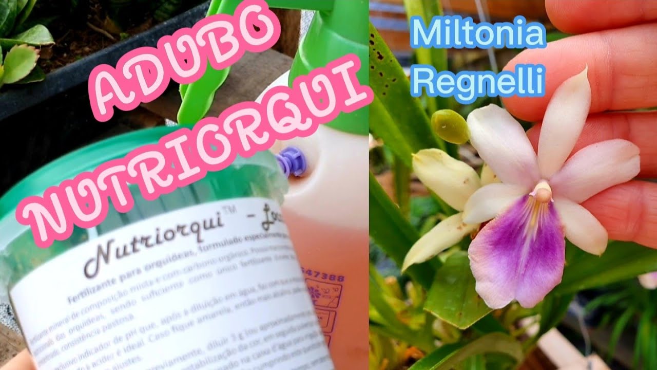 Adubo Nutriorqui, e floração Miltonia Regnelli!😊#nutrição#completa#para  #orquidea
