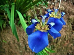 Orquídea Azul – Como deixar a orquídea azul?