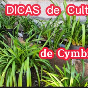 Dicas de cultivo orquidea Cymbidium#substrato#adubaÃ§Ã£o#hastesflorais