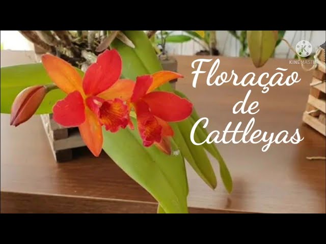 Floração de Cattleyas!!!!