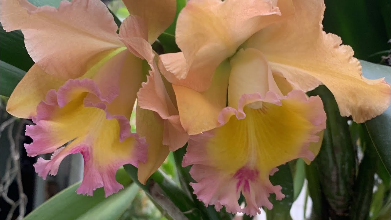 Muitas Flores De Orquidea