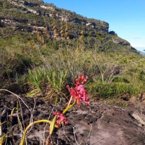 UM ORQUÍDARIO A CÉU  ABERTO  #orquídeas #natureza #hábitat #elongata #sobralia #epidendrum