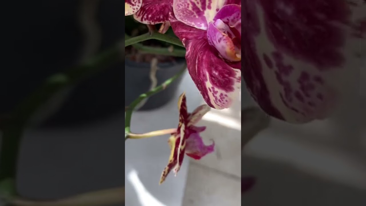 Orquídea Phalaenopsi Exótica !