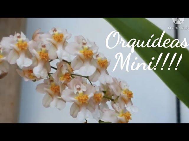 Orquídeas Mini!