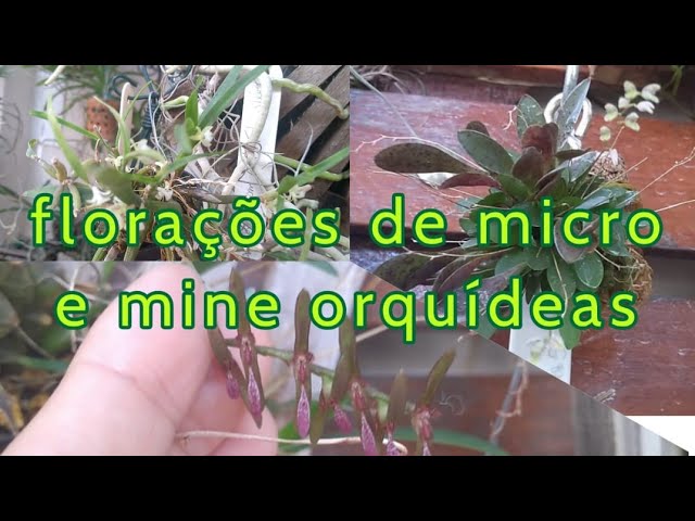 MICRO E MINE ORQUÃ�DEAS/REGA #macradamia #multiflora  #pleurothallisgrobi #campylocentrum