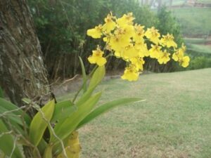 Orquídea Chuva de Ouro Como Cuidar em 2022 Tutorial