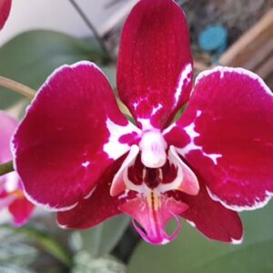 PHALAENOPSIS FLORAÇÕES     #orquídeas #floração #phalaenopsis