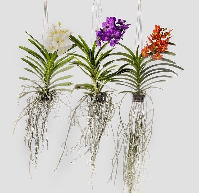 Como Plantar Orquídea Vanda em Vaso?