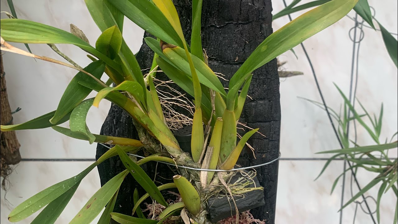 vejam como Plantar orquídea No Tronco ?