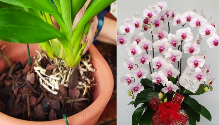 Como Cultivar Orquídeas Em