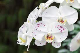 Orquídeas que florescem o ano todo