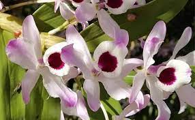 orquídeas que gostam de sombra