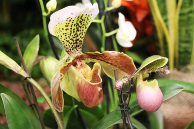 Como pendurar orquídeas